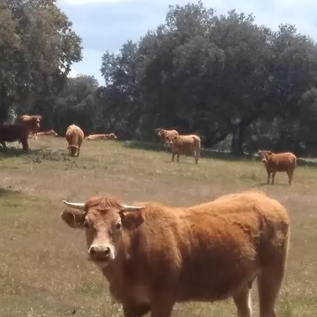 El Trastero De Carmelo * Maello