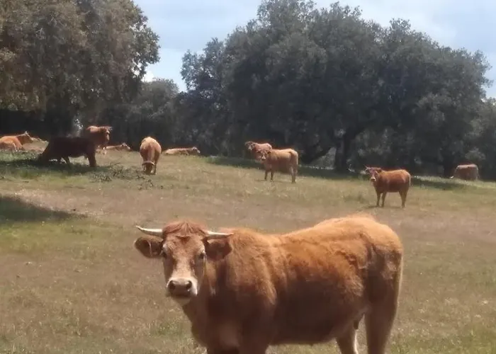 El Trastero De Carmelo * Maello